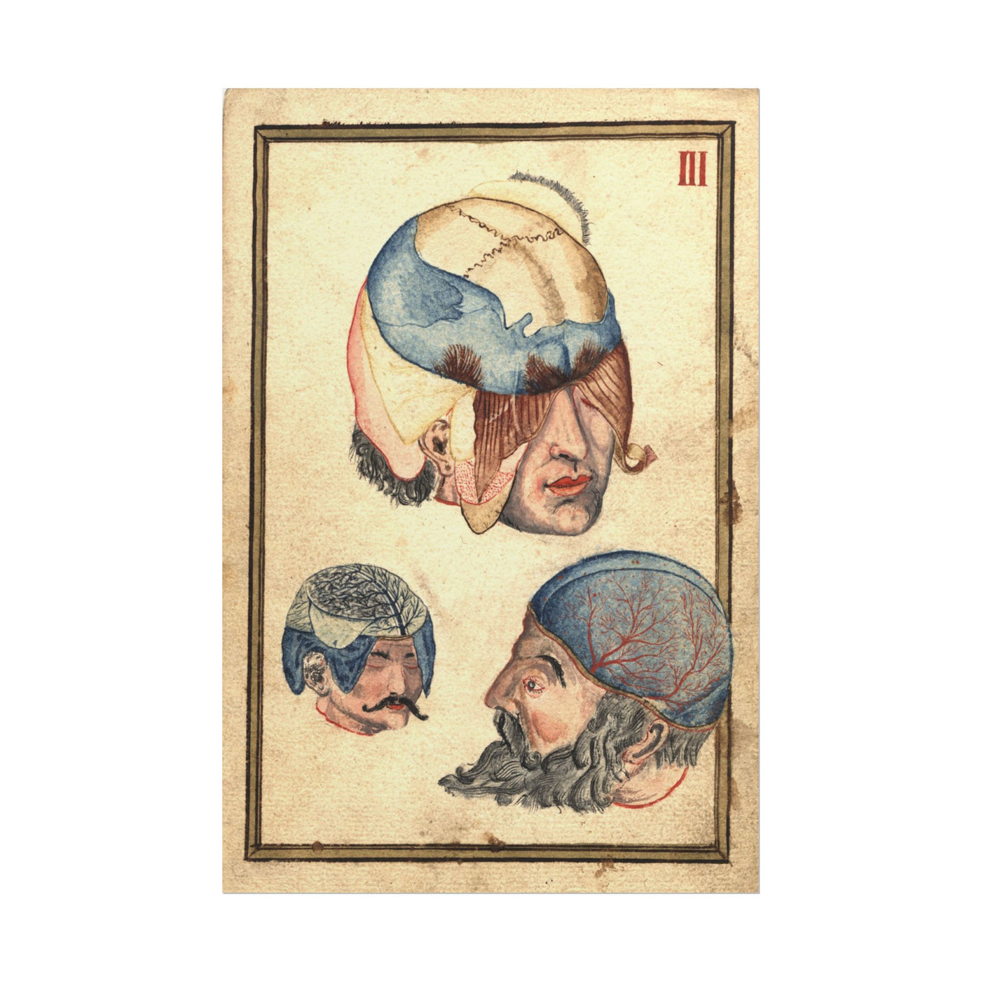 Three Heads Anatomical 12″×18″