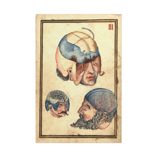 Three Heads Anatomical