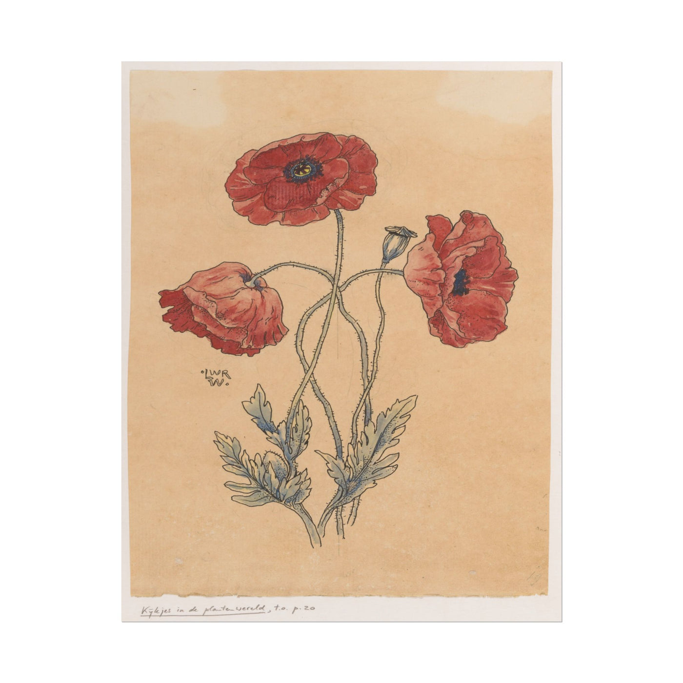 Vintage Poppy Flower 11″×14″