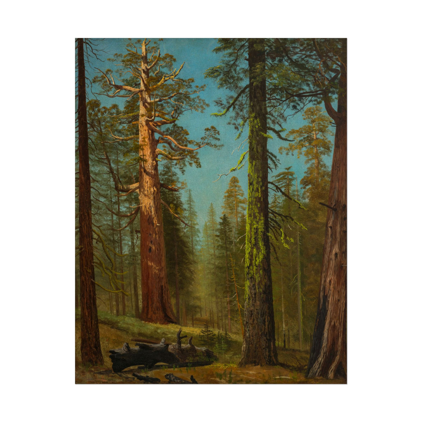 Grizzly Giant Sequoia 11″×14″