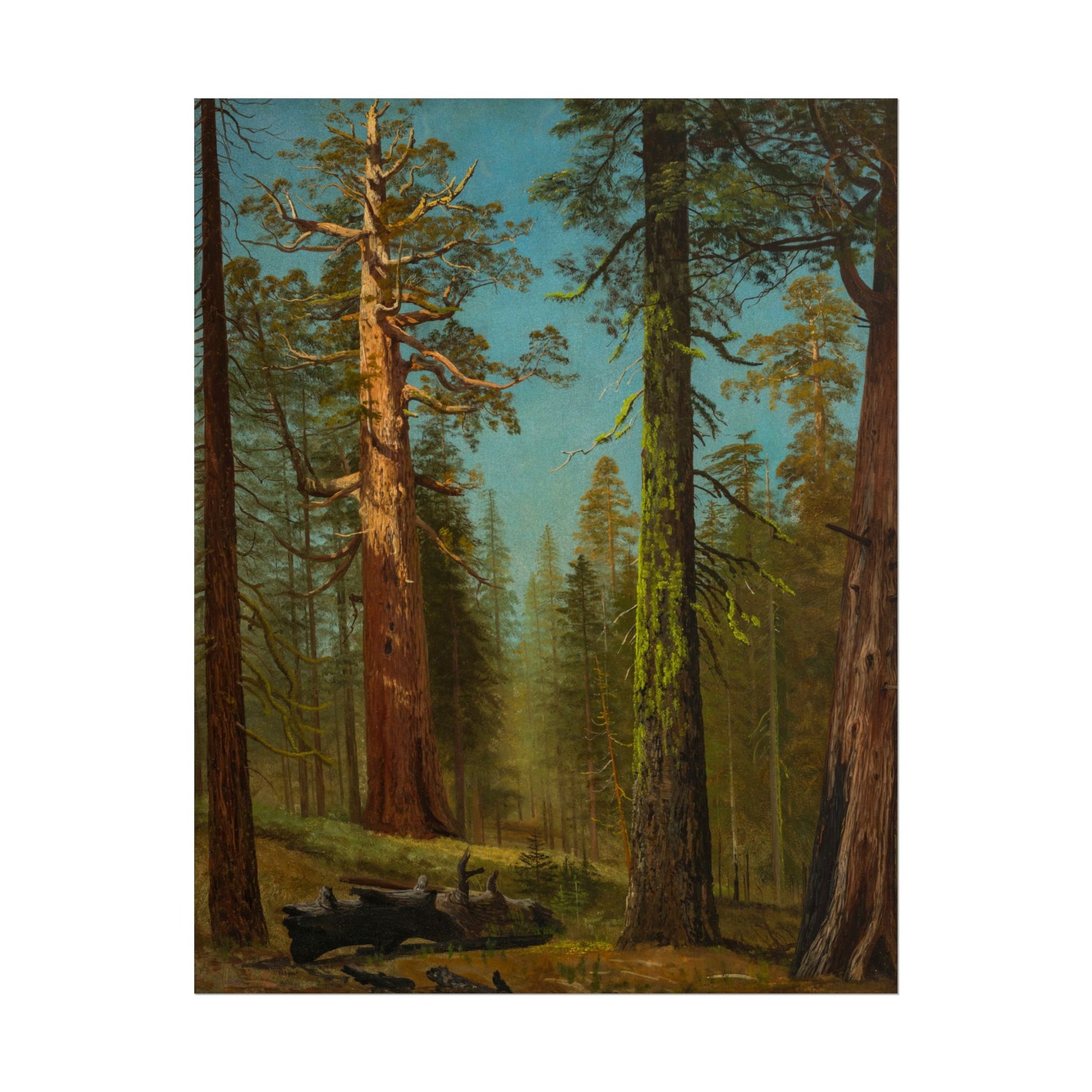 Majestic sequoia trees reaching towards a clear blue sky.