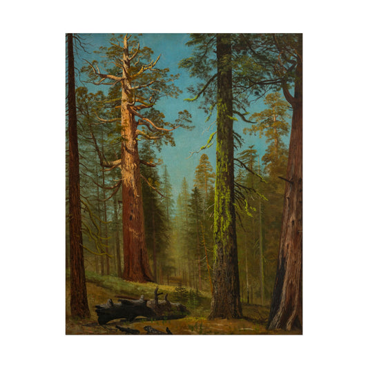 Majestic sequoia trees reaching towards a clear blue sky.