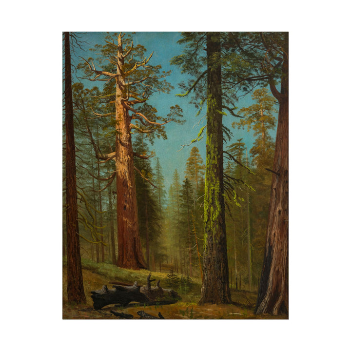 Majestic sequoia trees reaching towards a clear blue sky.