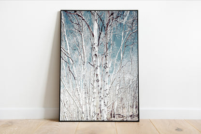 Birch Trees in Utah High Country