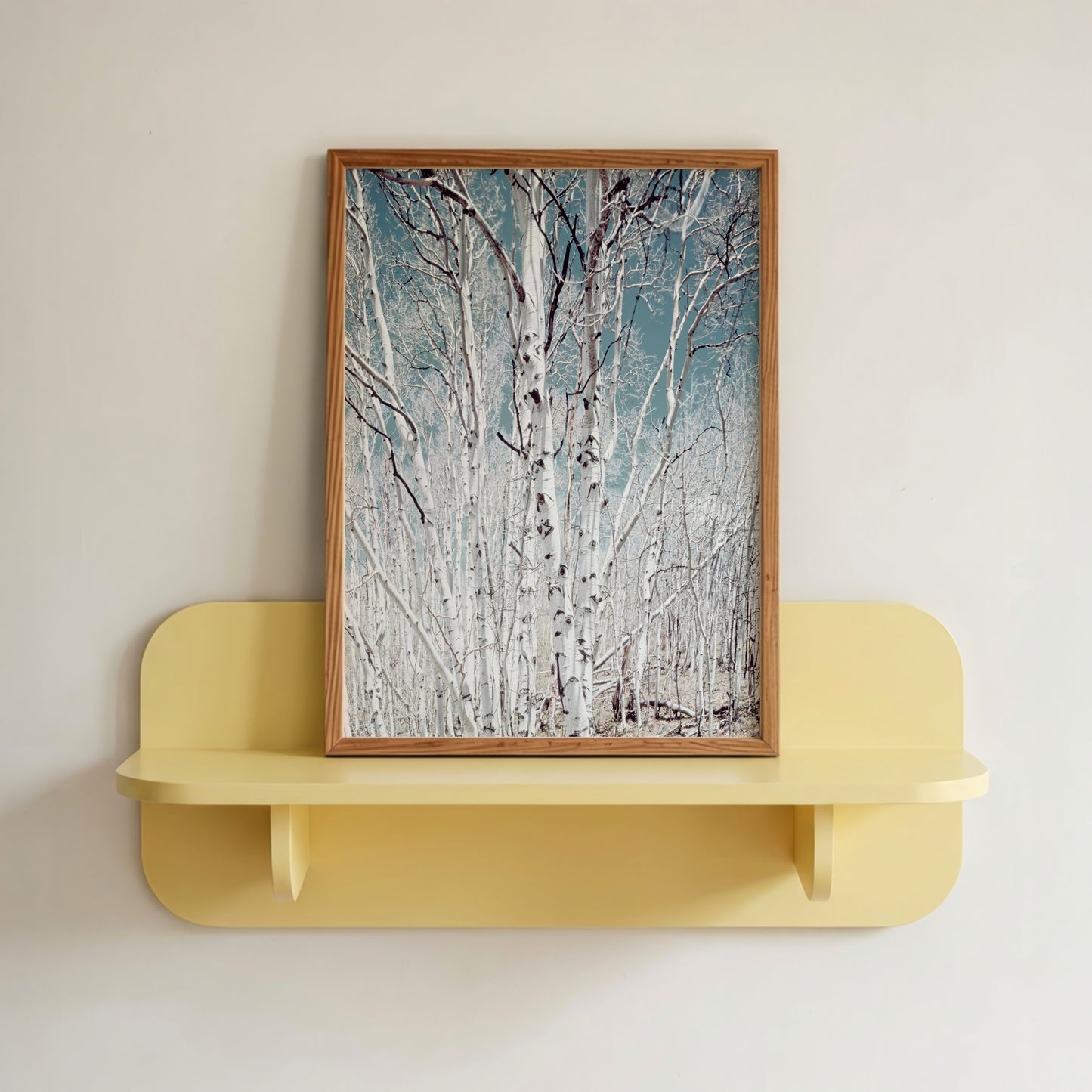 Birch Trees in Utah High Country