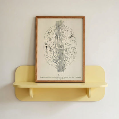 Neuron Drawing