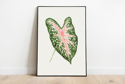 Caladium Leaf