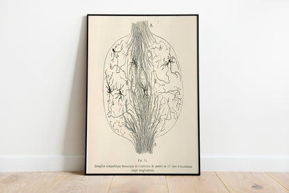Neuron Drawing poster by Franz Von Stuck  - Black frame wall art