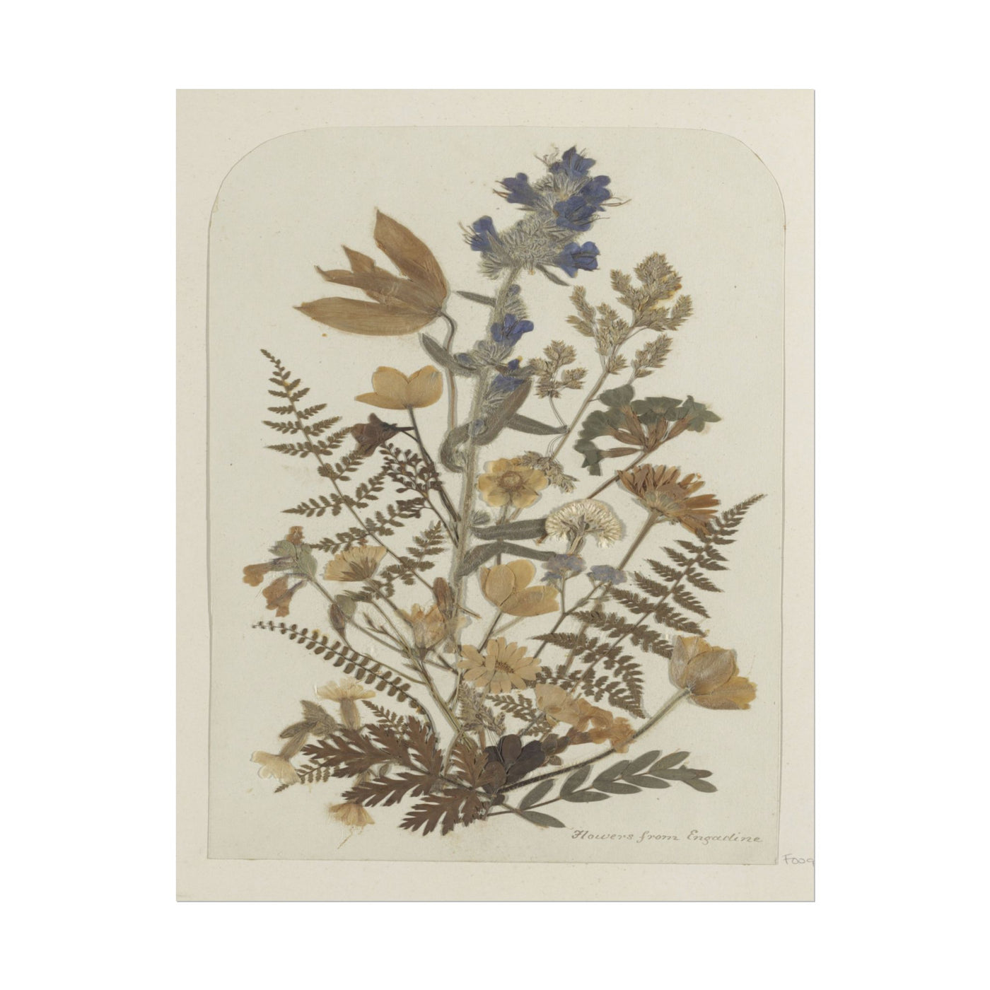 Pressed Flower Art Print 11″×14″