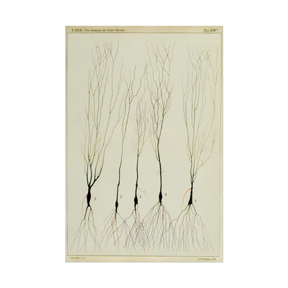 Neuron drawing poster by Ramon Santiago y Cajal  - 20x30 inch poster print