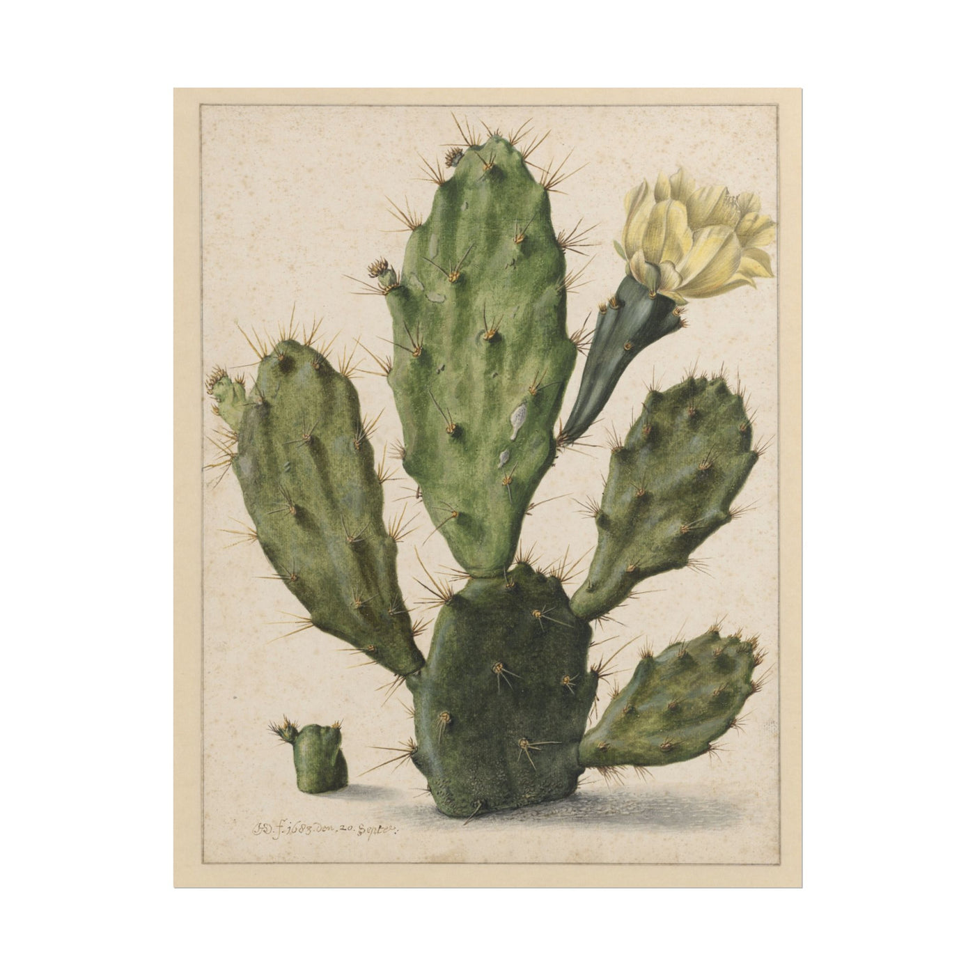 Cactus 11″×14″