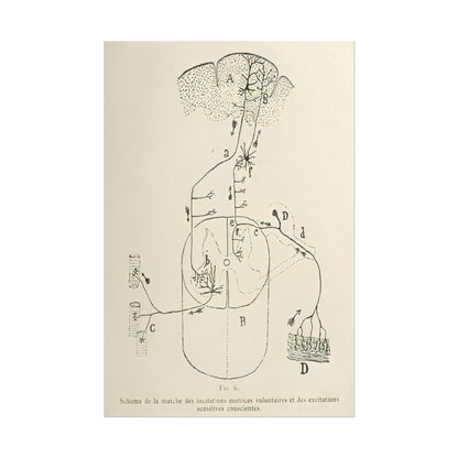 Neuron Drawing poster by Ramon Santiago y Cajal  - 24x36 inch wall art