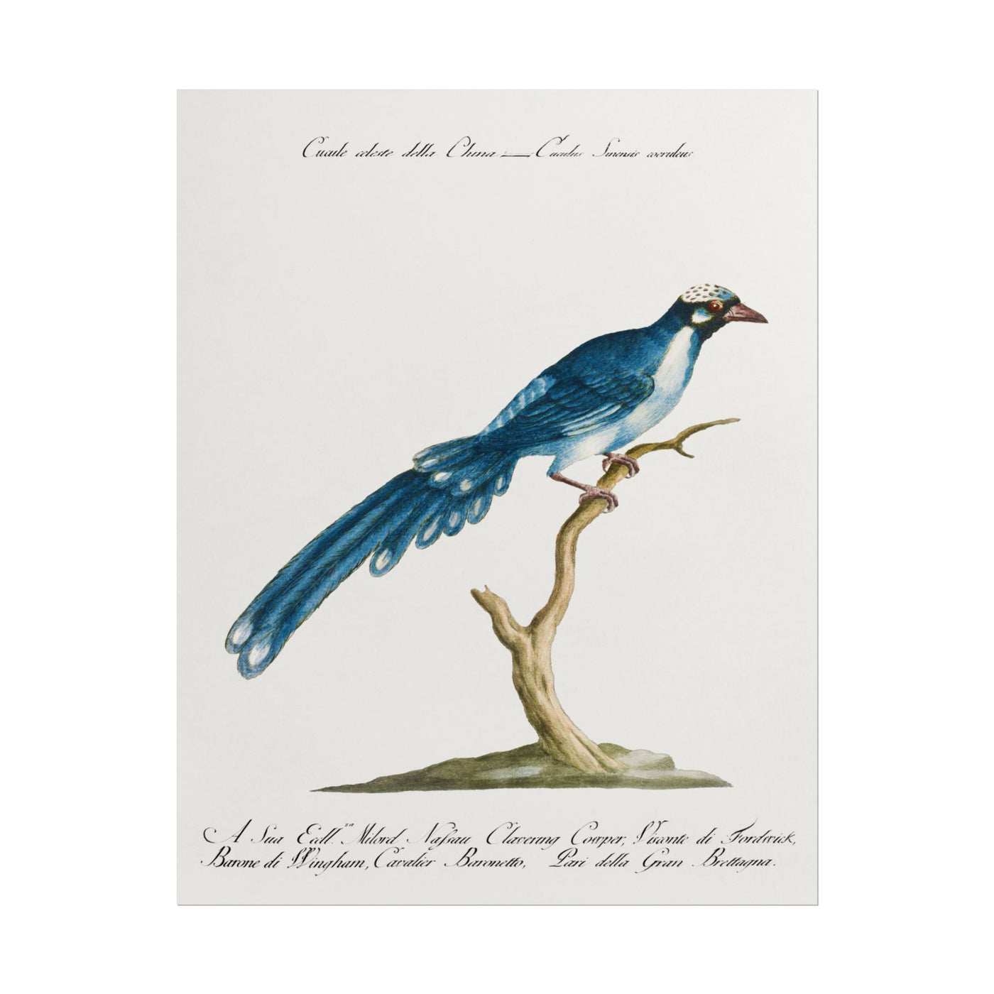 Cuckoo Bird 11″×14″