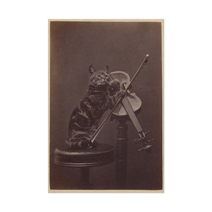 Cat Playing Violin