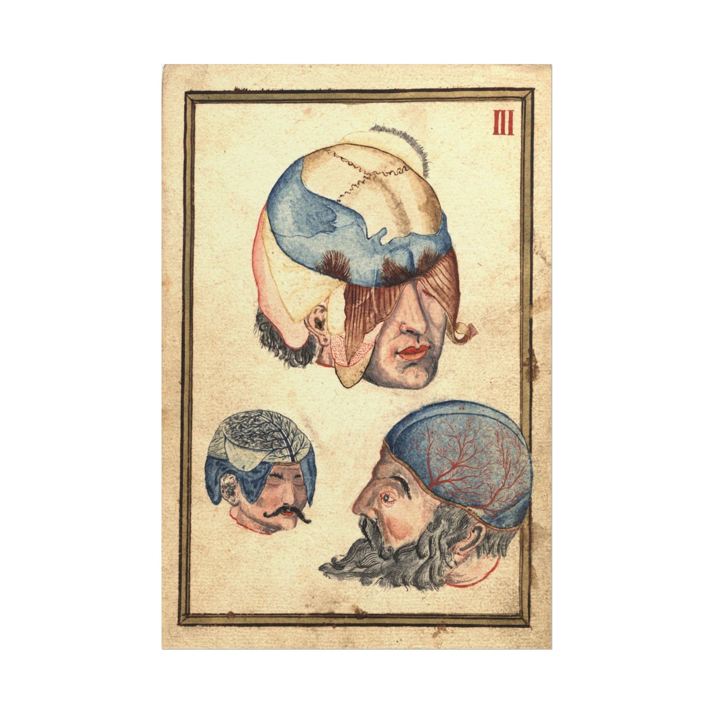 Three Heads Anatomical