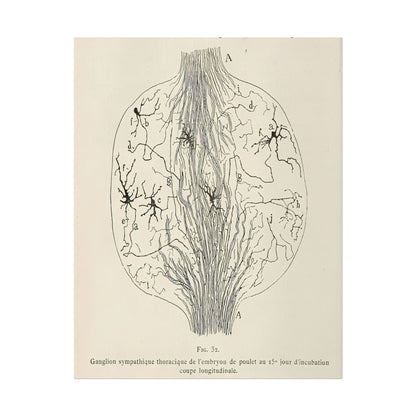 Neuron Drawing poster by Franz Von Stuck  - 11x14 inch print