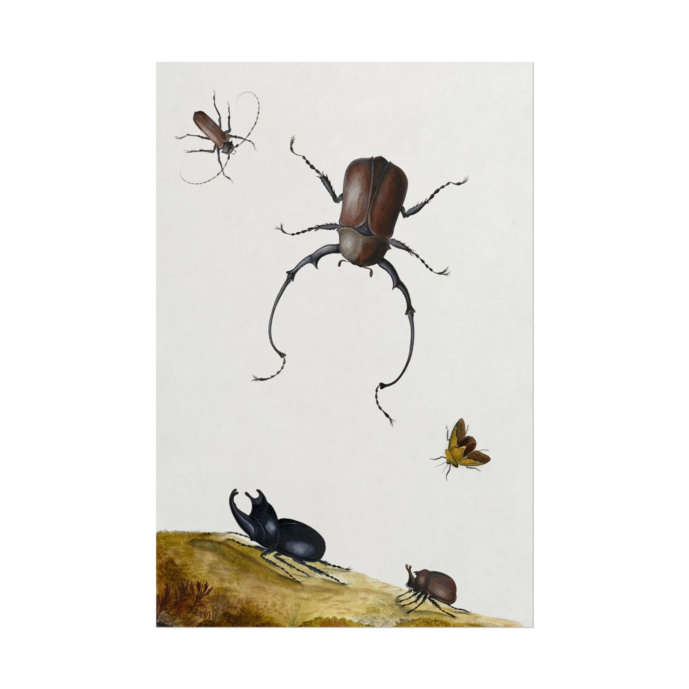 Beetles and Stink Bug 12″×18″