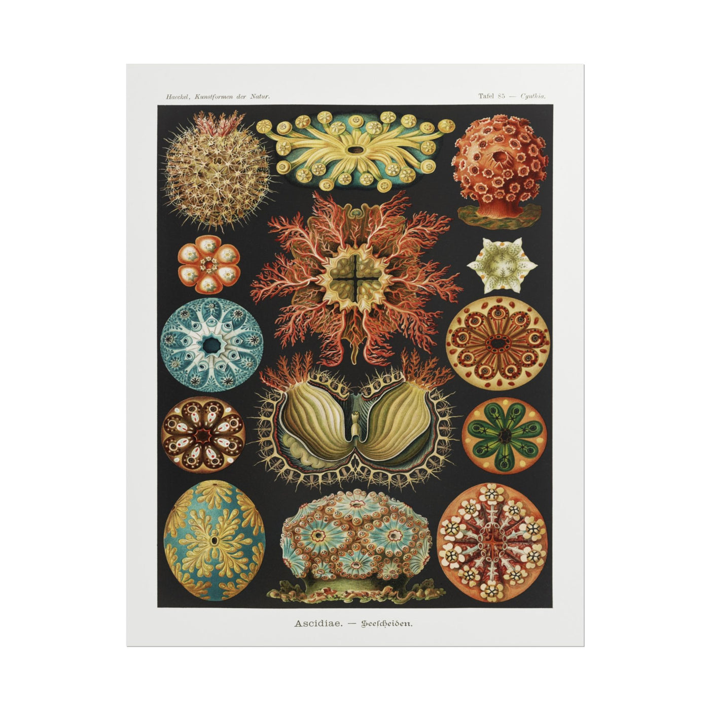 Ascidiae - Seescheiden 11″×14″