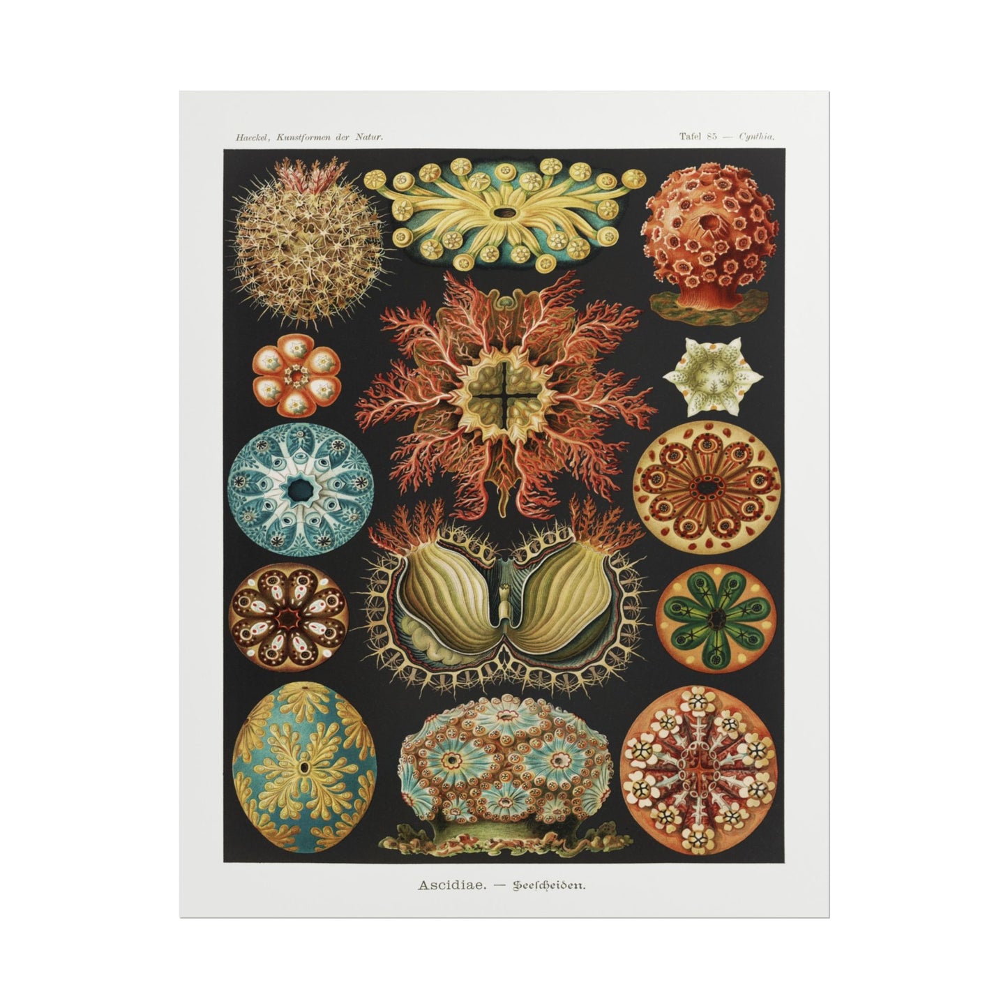 Ascidiae - Seescheiden