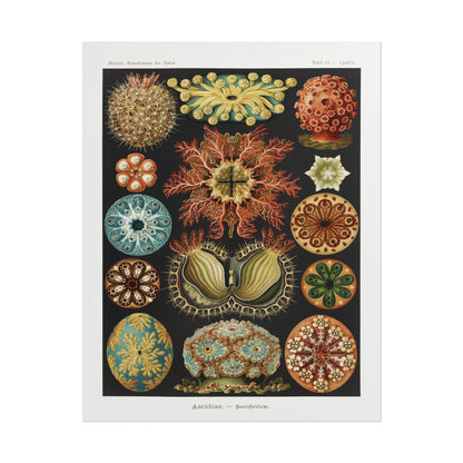 Ascidiae - Seescheiden