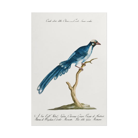 Cuckoo Bird perched on a branch, detailed vintage illustration.