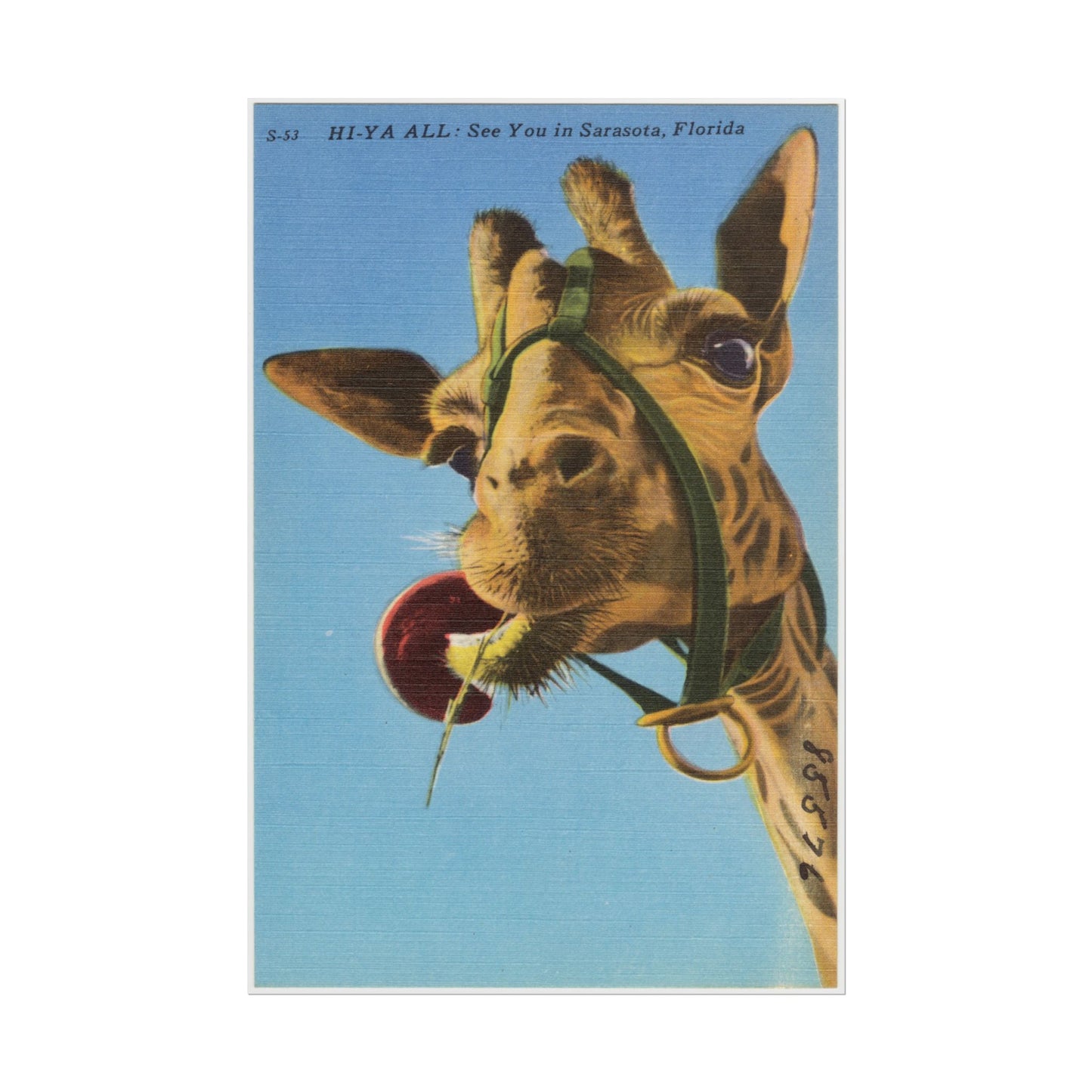 Vintage Giraffe Postcard