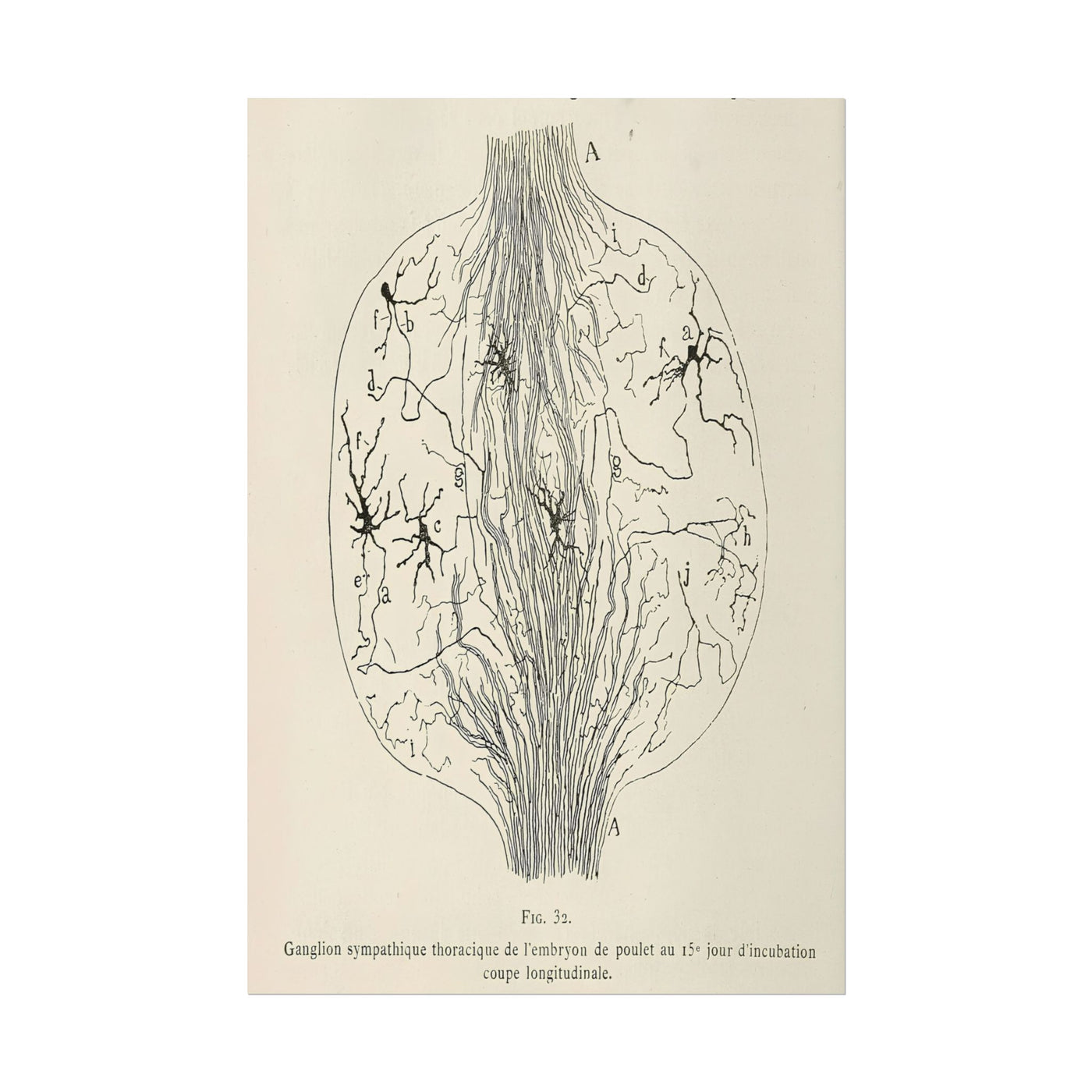 Neuron Drawing 12″×18″