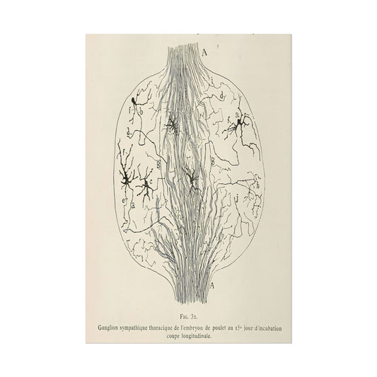 Neuron Drawing poster by Franz Von Stuck  - 12x18 inch print