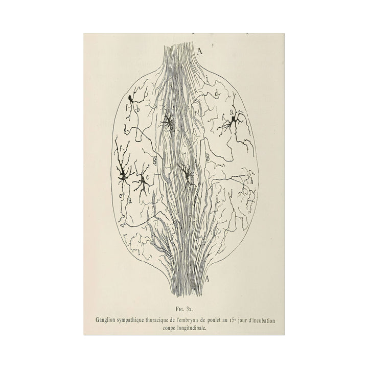 Neuron Drawing poster by Franz Von Stuck  - 12x18 inch print