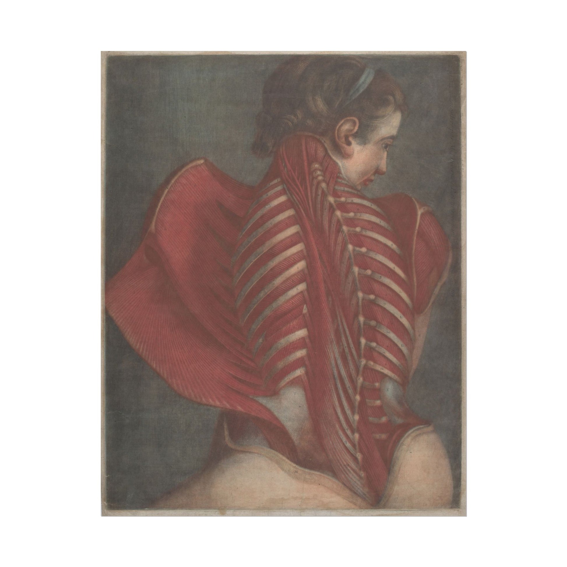 Anatomical illustration focusing on the back muscles of a woman.