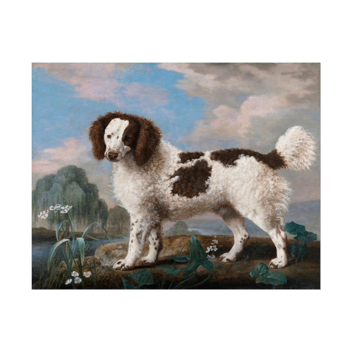 Brown and White Norfolk Spaniel 14″×11″