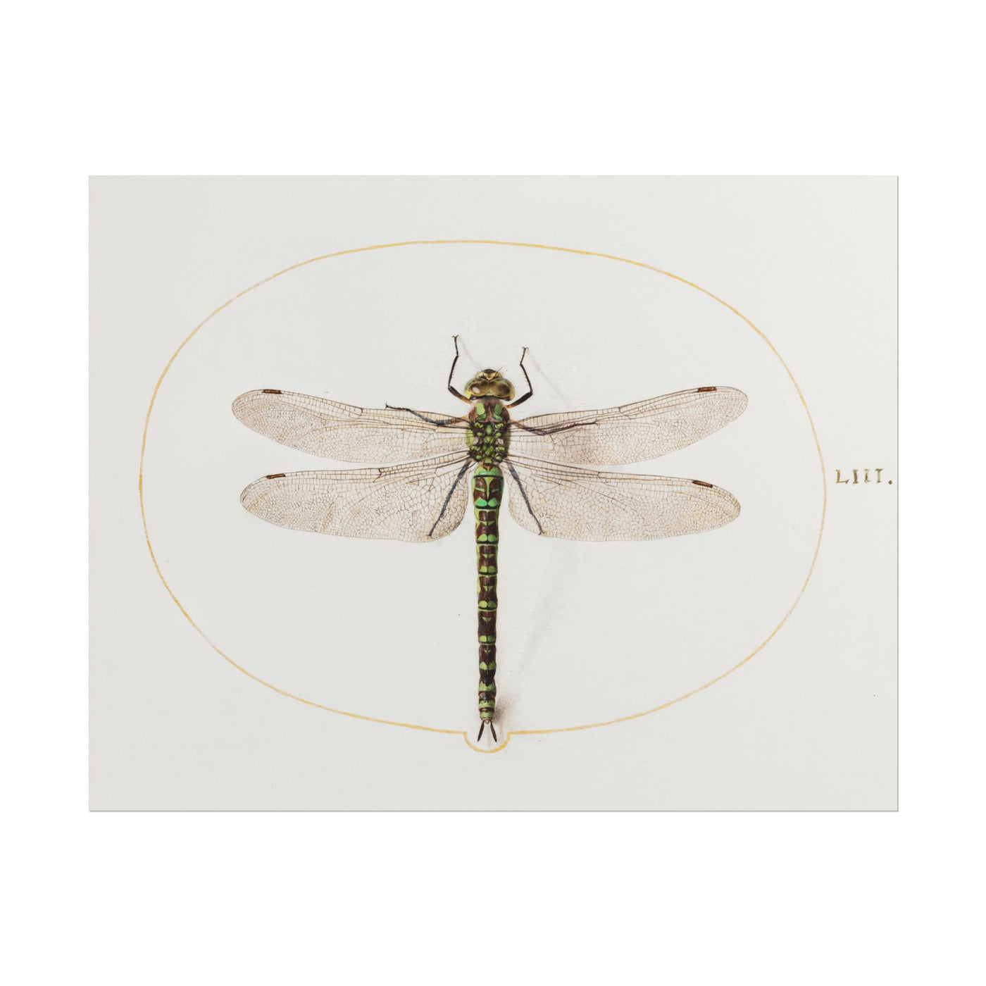 Dragonfly 14″×11″