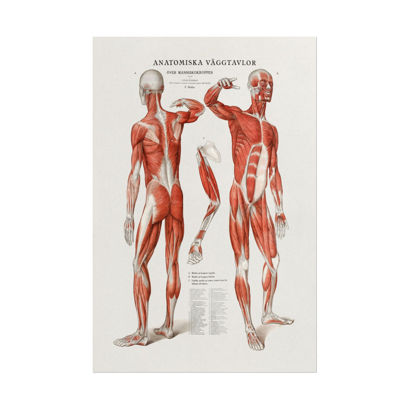 Anatomy 12″×18″
