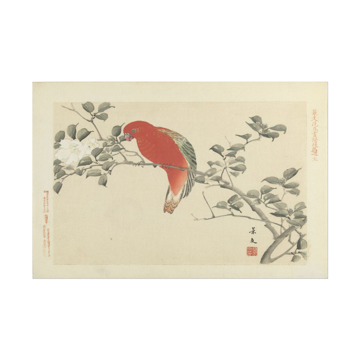 Red Parrot 18″×12″