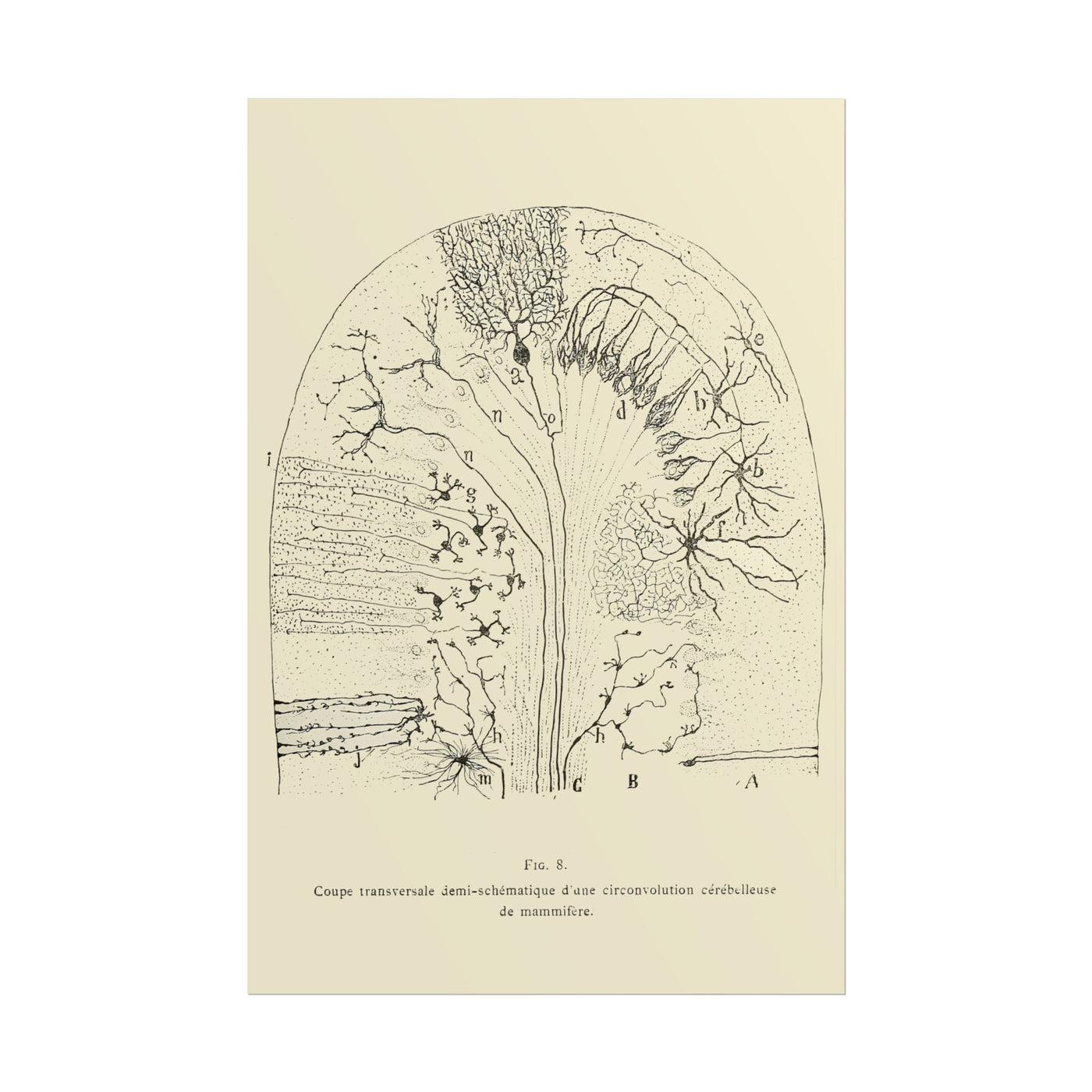 Neuron Drawing 12″×18″