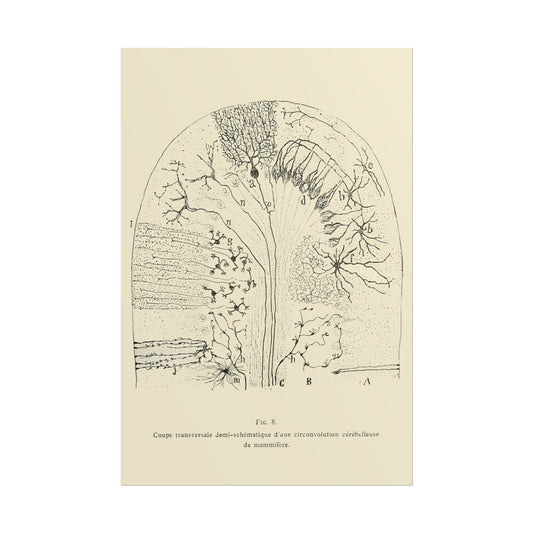 Neuron Drawing poster by Ramon Santiago y Cajal  - 12x18 inch print
