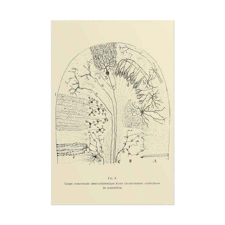 Neuron Drawing poster by Ramon Santiago y Cajal  - 12x18 inch print