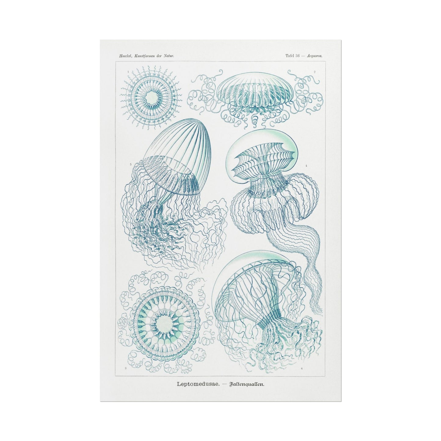 Leptomedusae - Faltenquallen