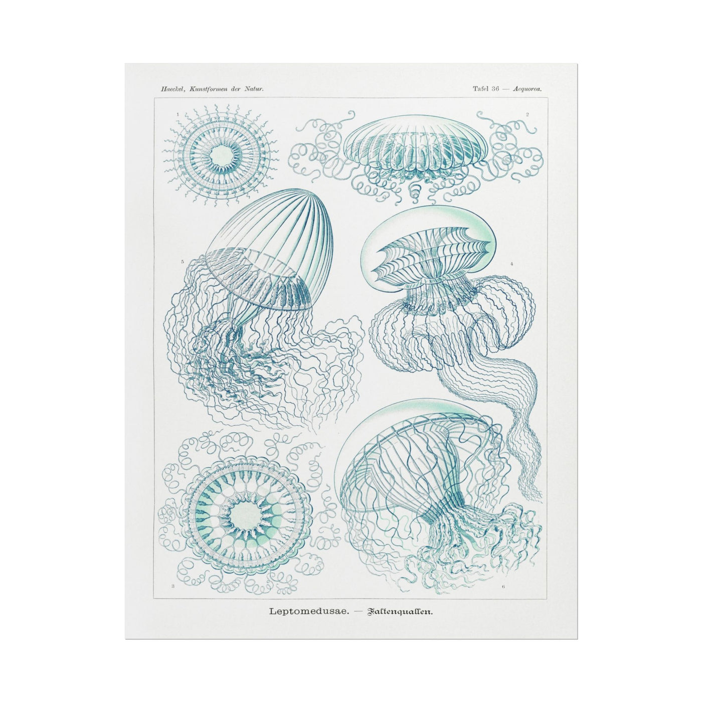 Leptomedusae - Faltenquallen 11″×14″