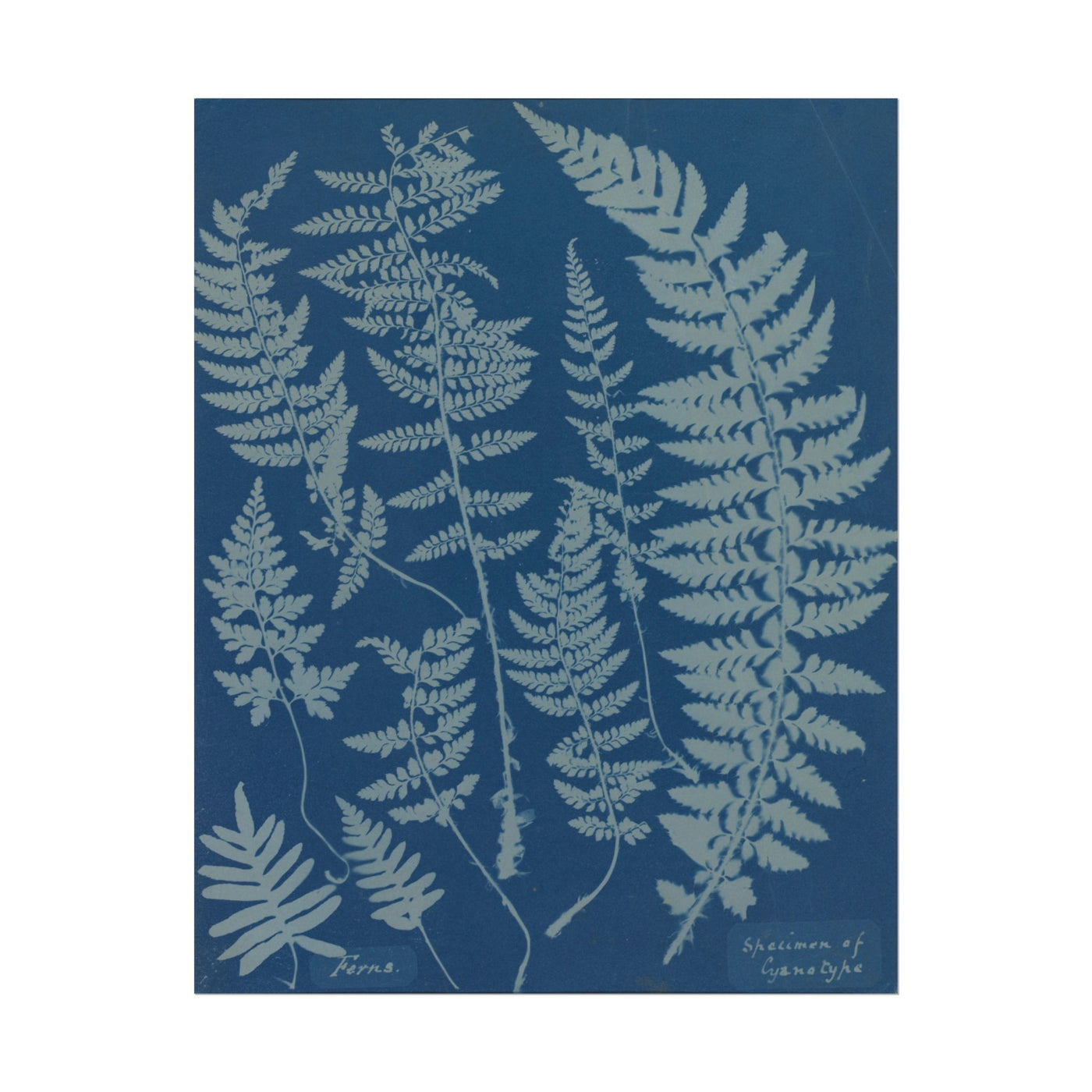 Ferns Cyanotype 11″×14″