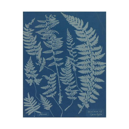 Ferns Cyanotype