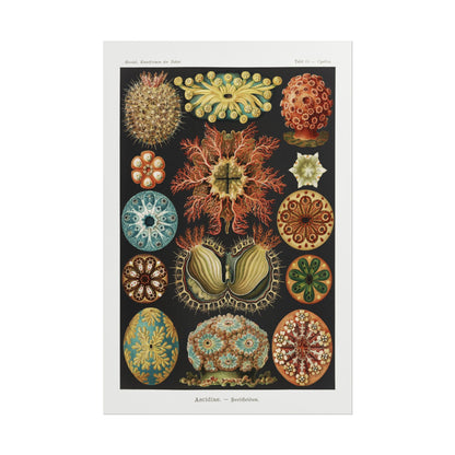 Ascidiae - Seescheiden