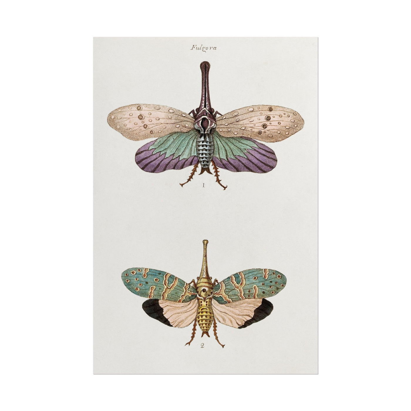 Fulgora 12″×18″