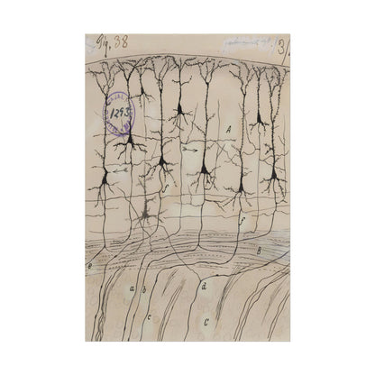 Neuron Drawing poster by Ramon Santiago y Cajal  - 12x18 inch print