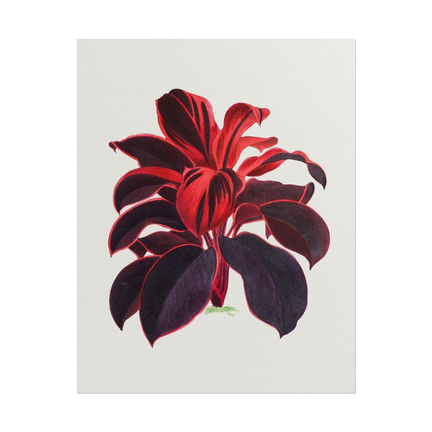 Hawaiian Ti Plant Illustration
