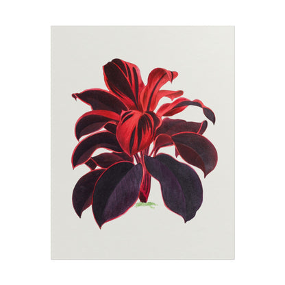 Hawaiian Ti Plant Illustration