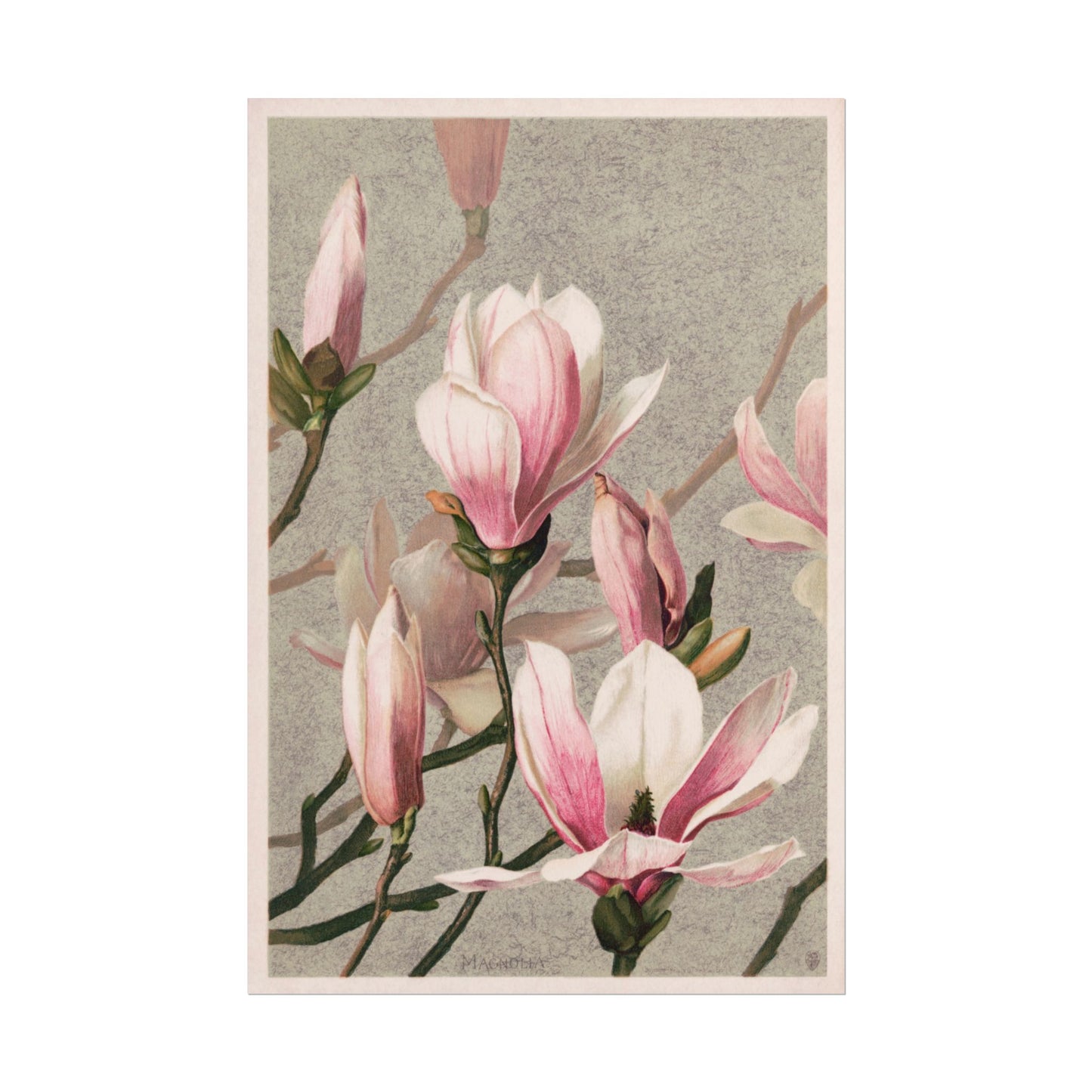 Magnolia Print