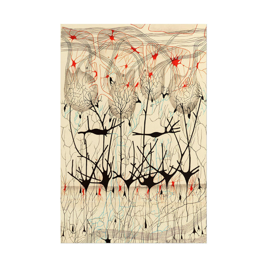 Neuron Drawing poster by Ramon Santiago y Cajal  - 12x18 inch print