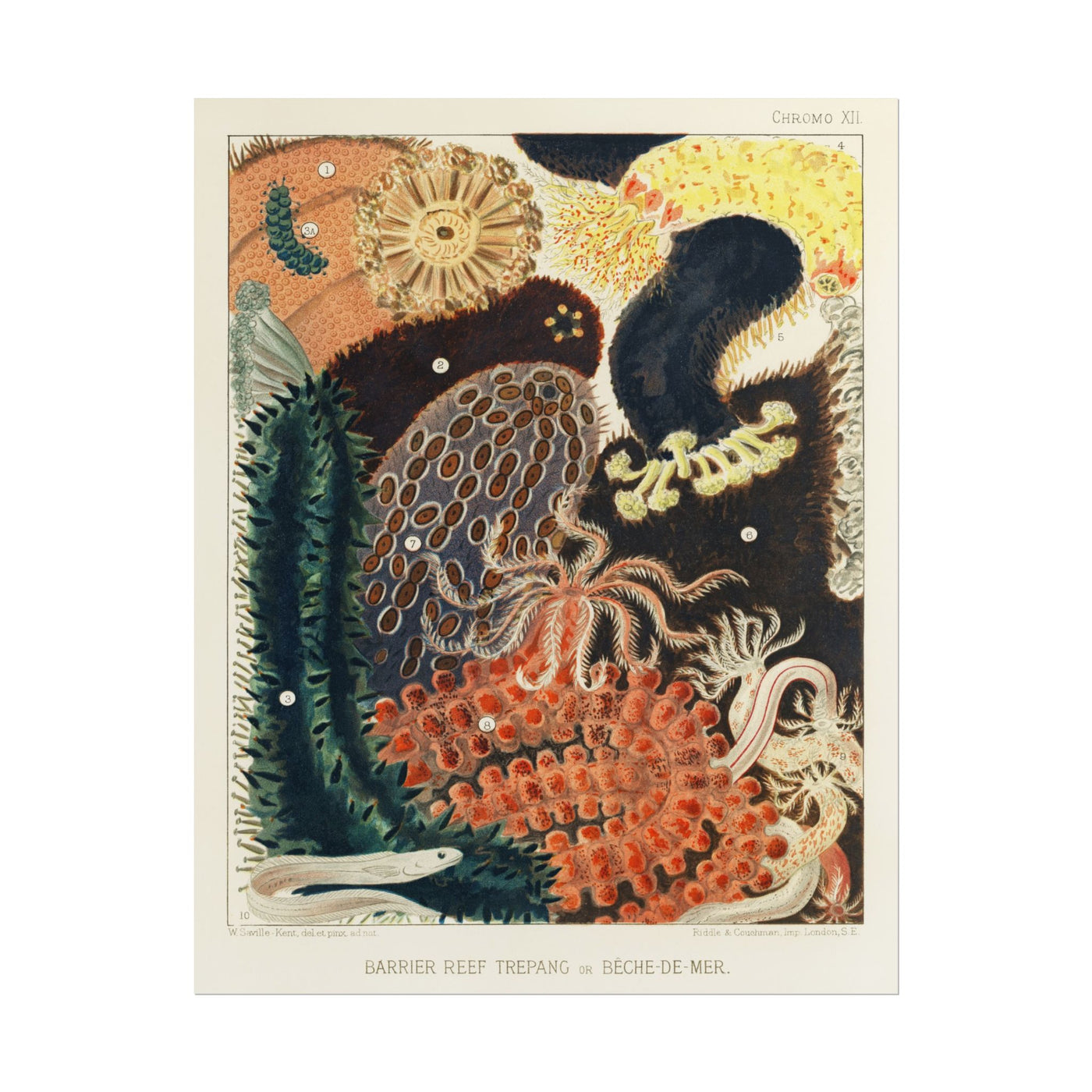 Barrier Reef Trepang 11″×14″