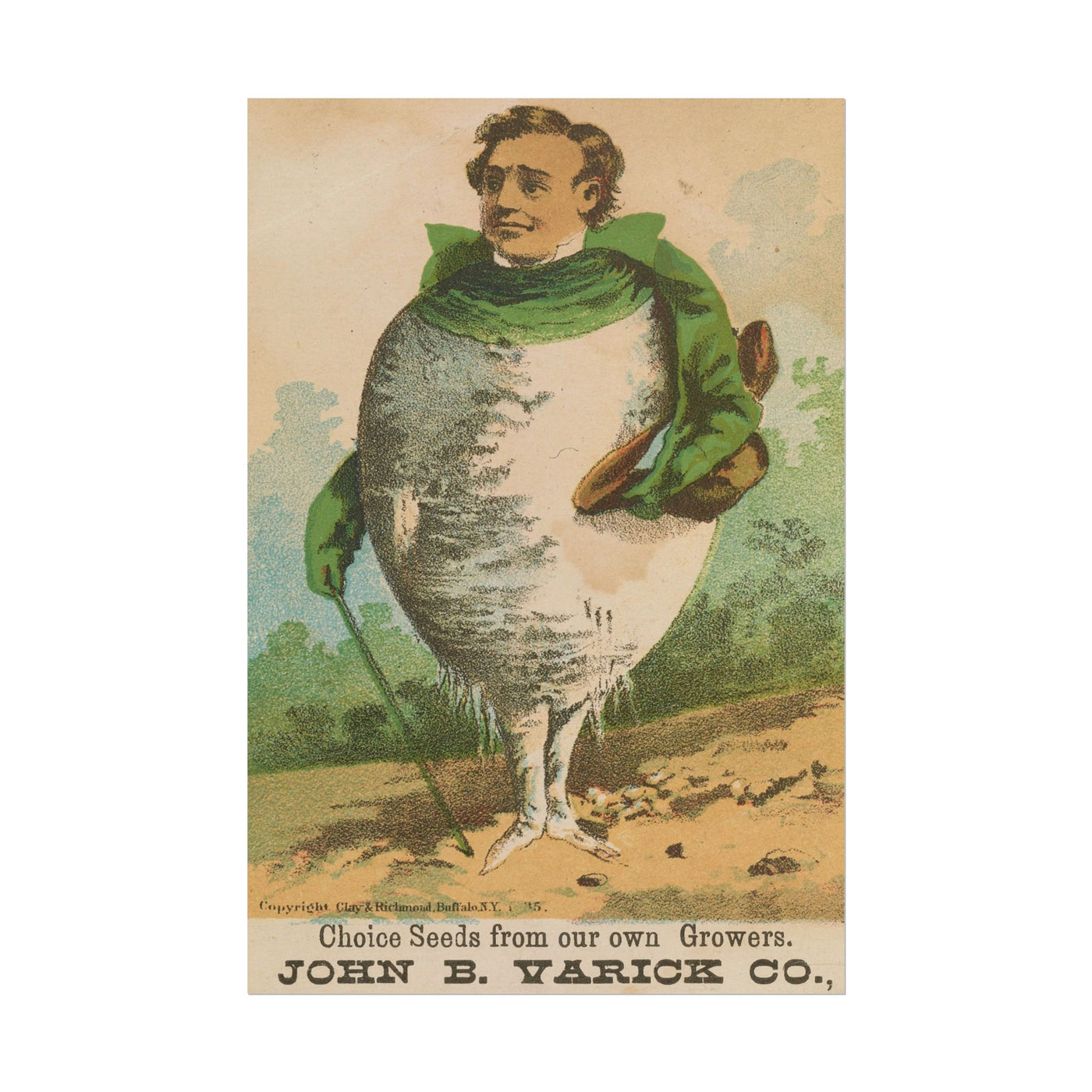 Victorian Turnip Man 12″×18″